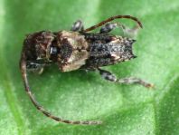 Pogonocherus hispidus