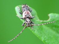 Pogonocherus hispidus