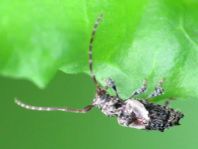 Pogonocherus hispidus