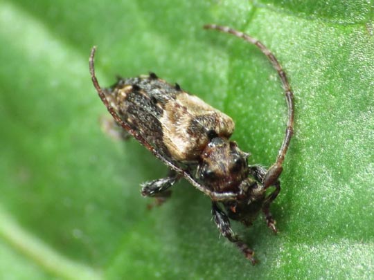 Pogonocherus hispidus