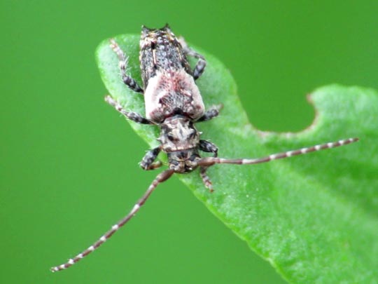 Pogonocherus hispidus