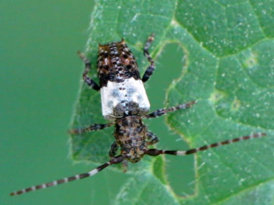 Pogonocherus hispidulus, Doppeldorniger Wimperbock