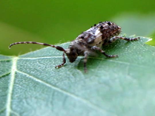 Kiefernzweigbock, Pogonocherus fasciculatus