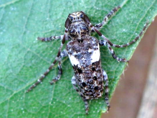 Kiefernzweigbock, Pogonocherus fasciculatus