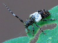 Pogonocherus hispidulus, Doppeldorniger Wimperbock