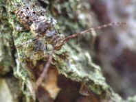 Kiefernzweigbock, Pogonocherus cf. fasciculatus