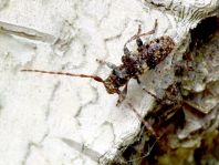 Kiefernzweigbock, Pogonocherus cf. fasciculatus