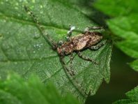 Pogonocherus