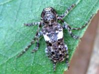 Kiefernzweigbock, Pogonocherus fasciculatus