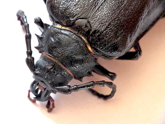 Prionus coriarius, Sägebock