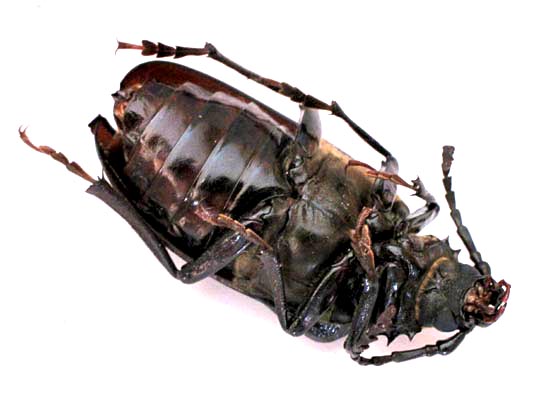 Prionus coriarius, Sägebock
