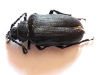 Prionus coriarius, Sägebock