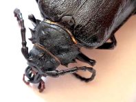 Prionus coriarius, Sägebock