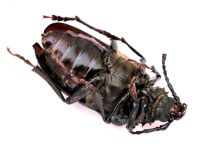 Prionus coriarius, Sägebock