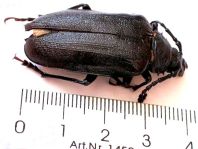 Prionus coriarius, Sägebock