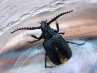 Prionus coriarius, Sägebock