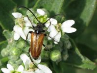 Pseudovadonia livida, Kleiner Halsbock