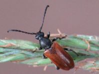 Pseudovadonia livida, Kleiner Halsbock
