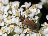 Pseudovadonia livida, Kleiner Halsbock