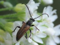 Pseudovadonia livida, Kleiner Halsbock