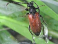Pseudovadonia livida, Kleiner Halsbock