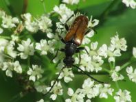 Pseudovadonia livida, Kleiner Halsbock