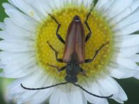 Pseudovadonia livida, Kleiner Halsbock