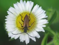 Pseudovadonia livida, Kleiner Halsbock