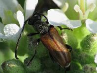Pseudovadonia livida, Kleiner Halsbock
