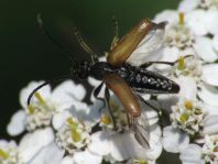 Pseudovadonia livida, Kleiner Halsbock
