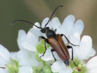 Pseudovadonia livida, Kleiner Halsbock