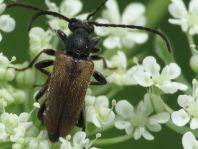 Pseudovadonia livida, Kleiner Halsbock