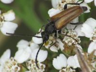 Pseudovadonia livida, Kleiner Halsbock