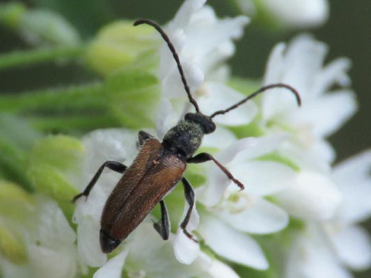 Pseudovadonia livida, Kleiner Halsbock