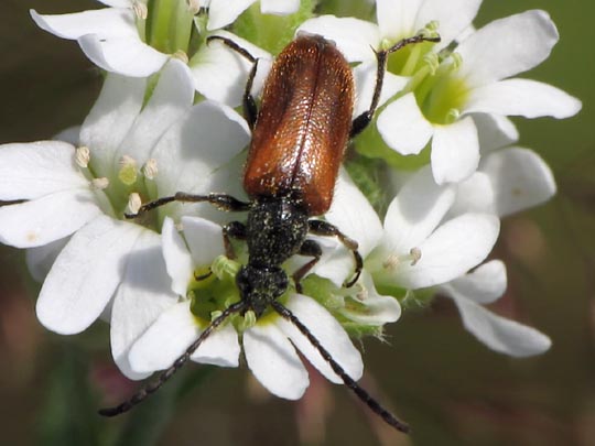 Pseudovadonia livida, Kleiner Halsbock