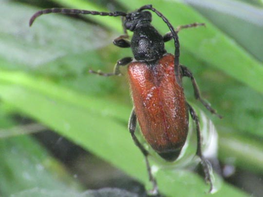 Pseudovadonia livida, Kleiner Halsbock