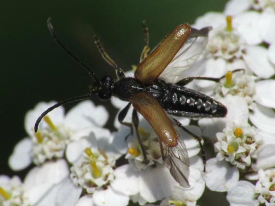 Pseudovadonia livida, Kleiner Halsbock