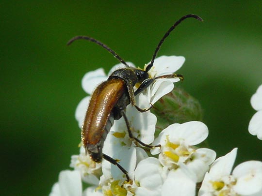 cf. Pseudovadonia livida, Kleiner Halsbock