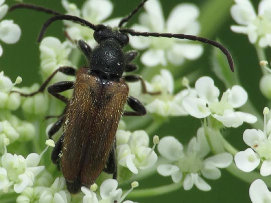 Pseudovadonia livida, Kleiner Halsbock