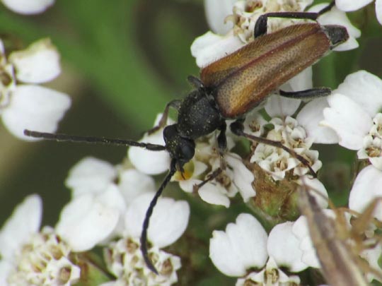 Pseudovadonia livida, Kleiner Halsbock