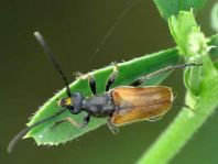 cf. Pseudovadonia livida, Kleiner Halsbock