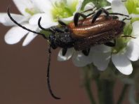 Pseudovadonia livida, Kleiner Halsbock