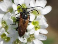 Pseudovadonia livida, Kleiner Halsbock