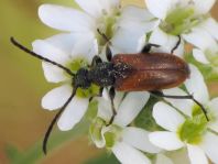 Pseudovadonia livida, Kleiner Halsbock