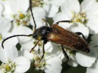 Pseudovadonia livida, Kleiner Halsbock