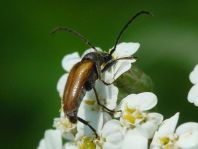 cf.  Pseudovadonia livida, Kleiner Halsbock