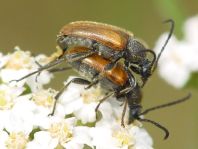 cf.  Pseudovadonia livida, Kleiner Halsbock