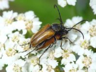 cf. Pseudovadonia livida, Kleiner Halsbock