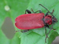 Pyrrhidium sanguineum