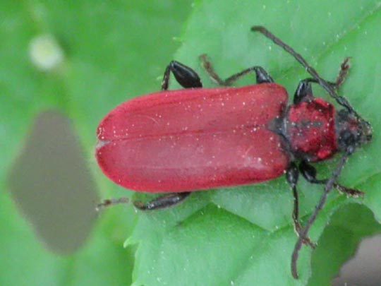 Pyrrhidium sanguineum